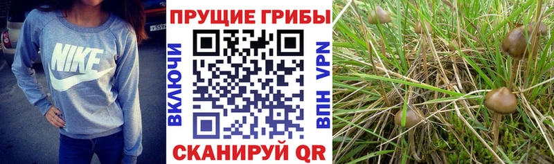 Псилоцибиновые грибы мицелий  Саров 